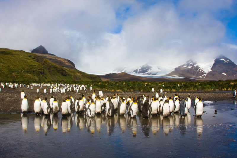 King Penguins Reflected In Tidal Lagoon